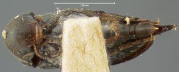 Media type: image;   Entomology 4825 Aspect: habitus ventral view